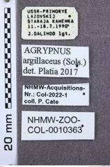 Etiketten zu Agrypnus argillaceus (NHMW-ZOO-COL-0010363)